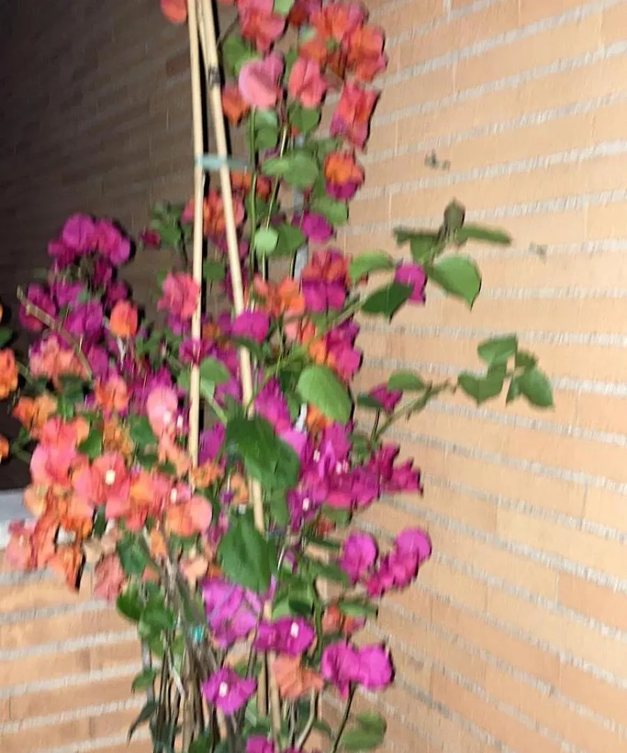 Le Mille E Una Notte Rome Guest house